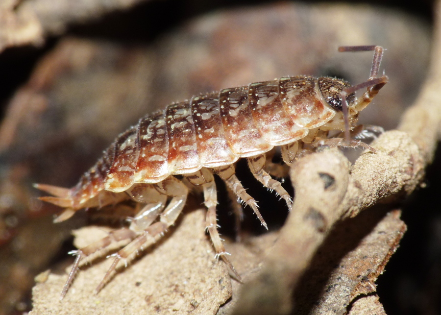 Isopoda da determinare